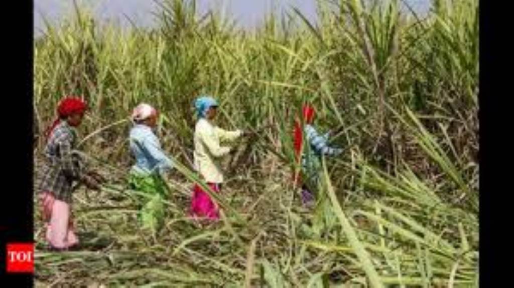 Cane Commissioner Punjab holds meeting on sugarcane development and other issues under sugar mills during the crushing year 202526